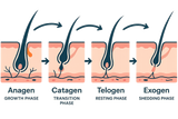 hair cycle graphic showing difference between hair loss and shedding