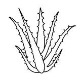aloe vera image ingredient in Zenagen hair loss products