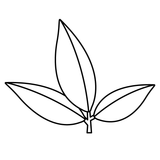 green tea leaves image ingredient in Zenagen hair loss products