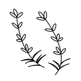 Lavender plant image ingredient in Zenagen hair loss products