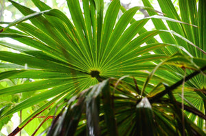 Everything You Should Know About Saw Palmetto - Zenagen