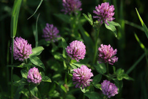 The Truth About Red Clover - Zenagen