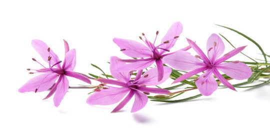 Purple flowers with green stems on a white background