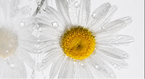 White  flower with water droplets, a botanical ingredient used in gentle hair and scalp care