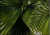 SAW PALMETTO
