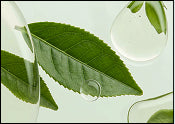 GREEN TEA
