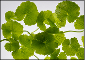 BRAHMI