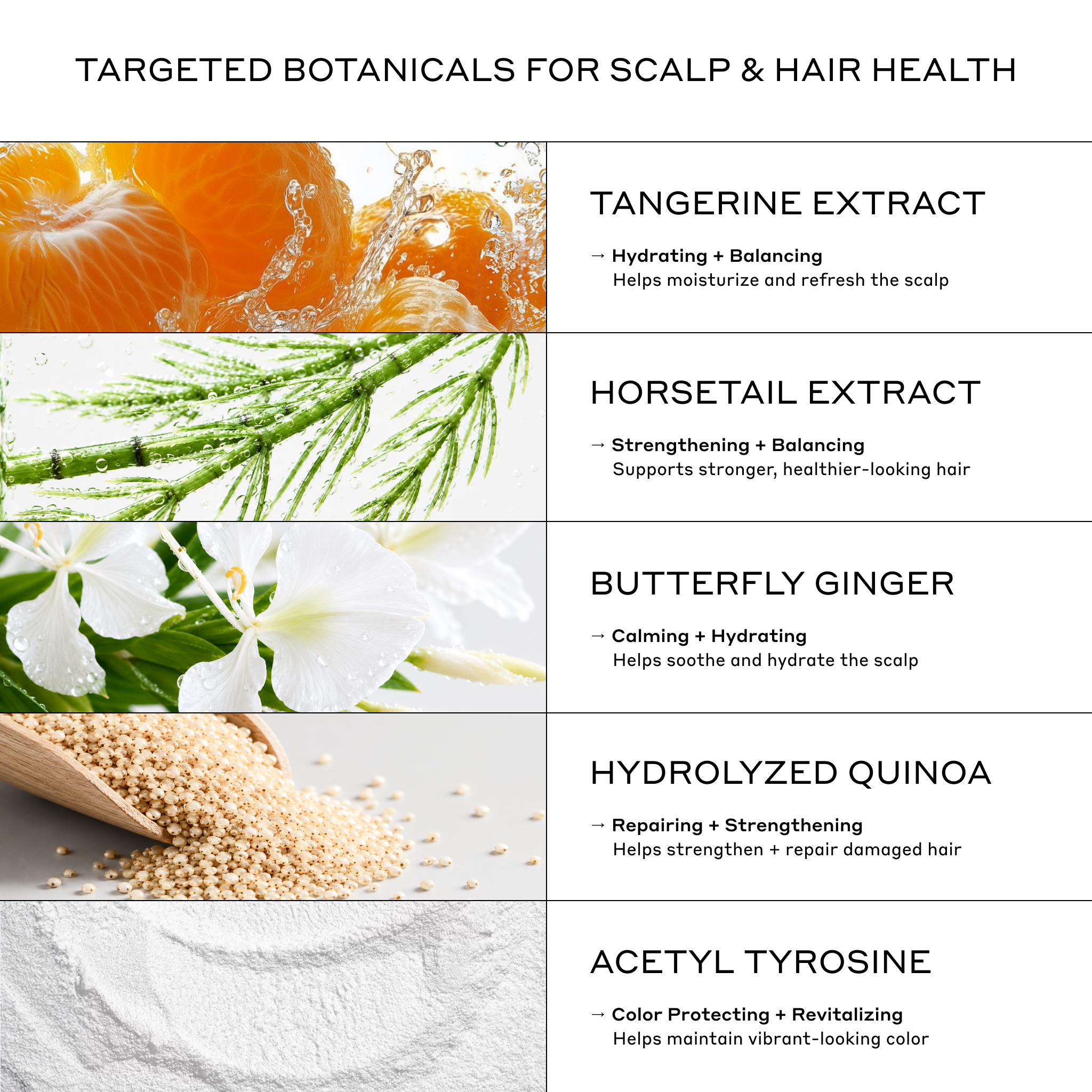 Zenagen Eclipse shampoo and conditioner botanical ingredients including tangerine extract, horsetail extract, butterfly ginger, hydrolyzed quinoa, and acetyl tyrosine to support color protection, hydration, shine, and healthier-looking hair.