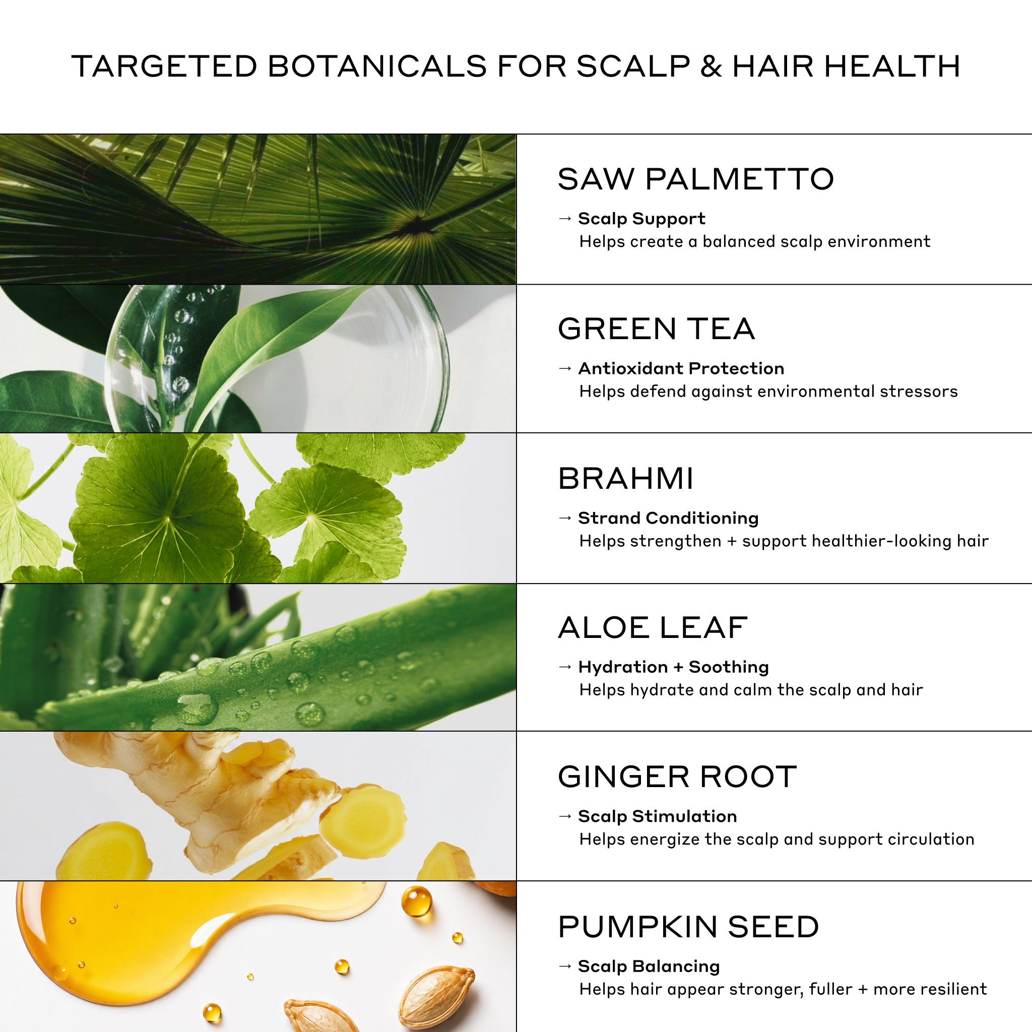 Zenagen Men's Revolve Trio key ingredients infographic highlighting the scalp and hair health benefits of Saw Palmetto, Green Tea, Brahmi, Aloe Leaf, Ginger Root, and Pumpkin Seed.