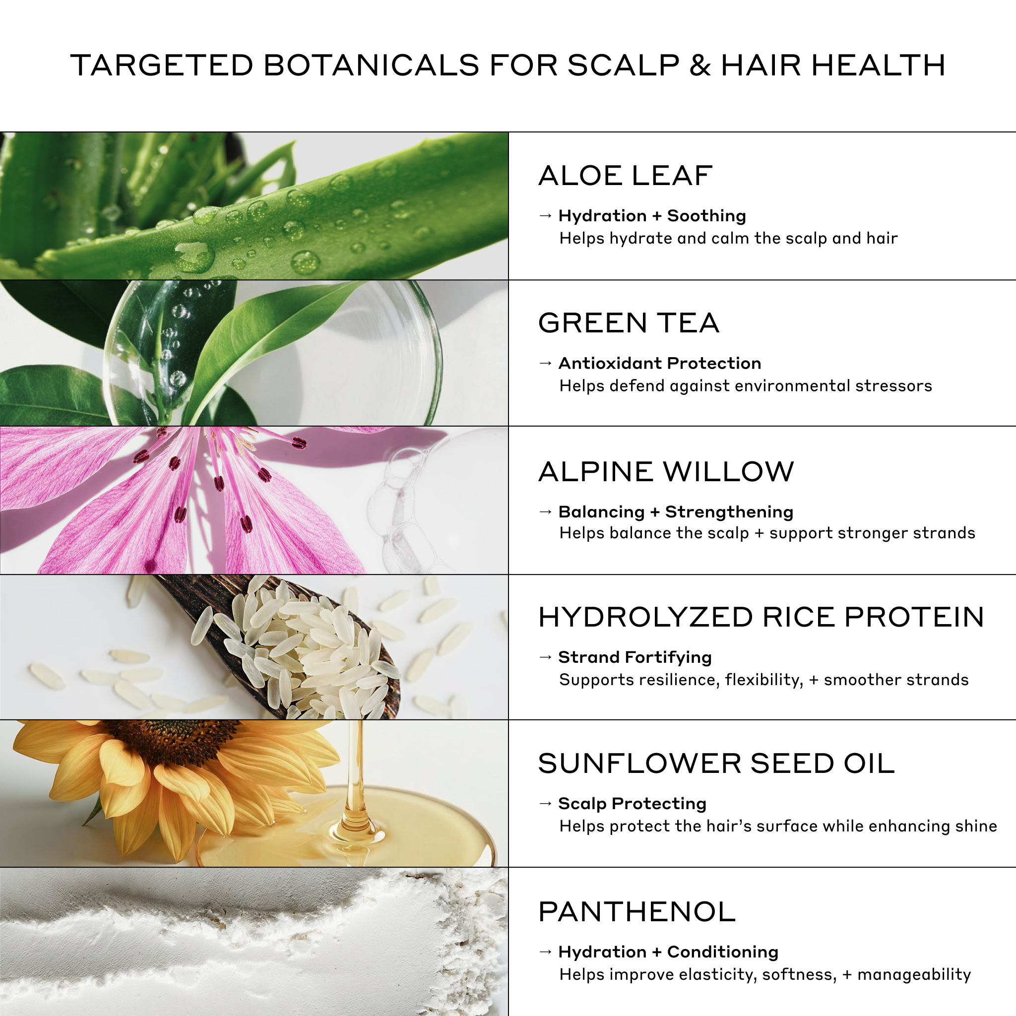Zenagen Evolve hair care formulas feature aloe leaf, green tea, alpine willow, hydrolyzed rice protein, sunflower seed oil, and panthenol.