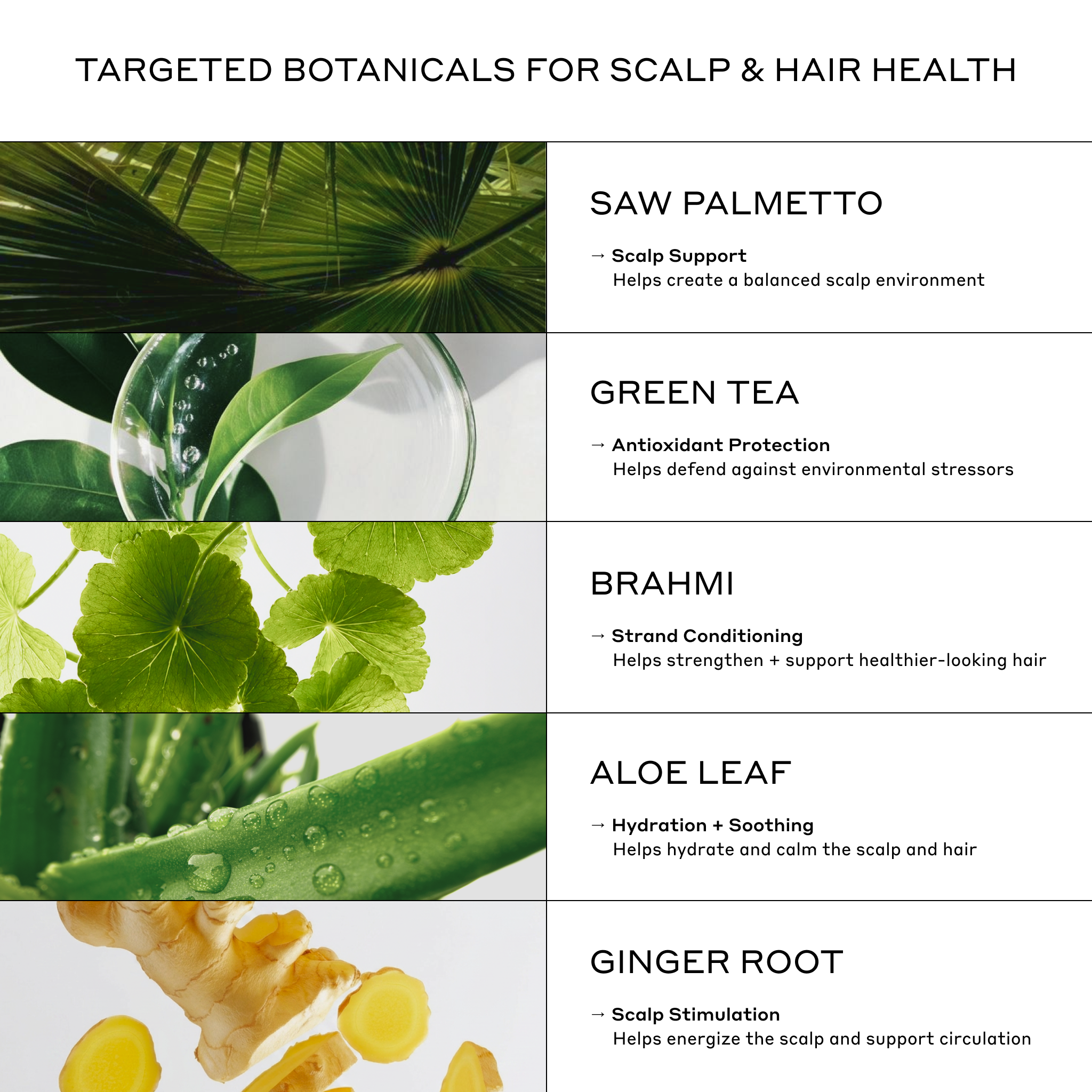 Zenagen Revolve botanical ingredients including saw palmetto, green tea, brahmi, aloe vera, and ginger root to support scalp balance, hydration, and healthier-looking hair